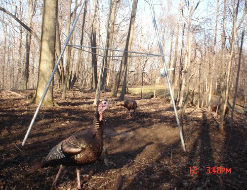 Turkey gobbler up close.